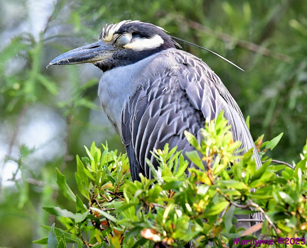 DSC_2166_001.JPG