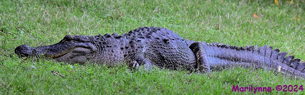 DSC_2166_001.JPG