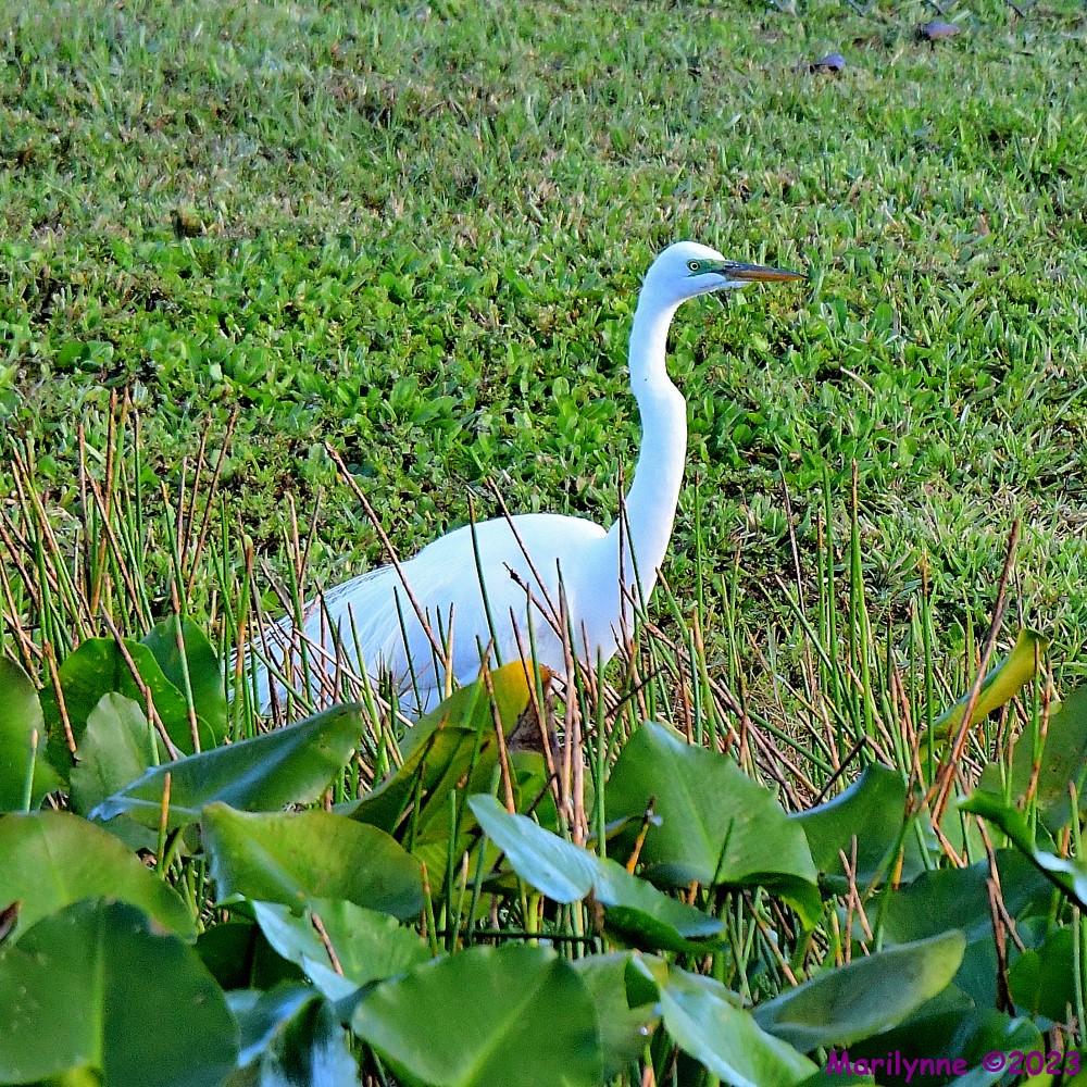 DSC_2168_001.JPG