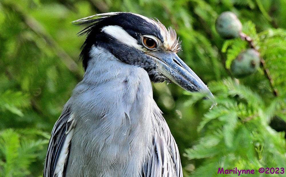 DSC_2168_001.JPG