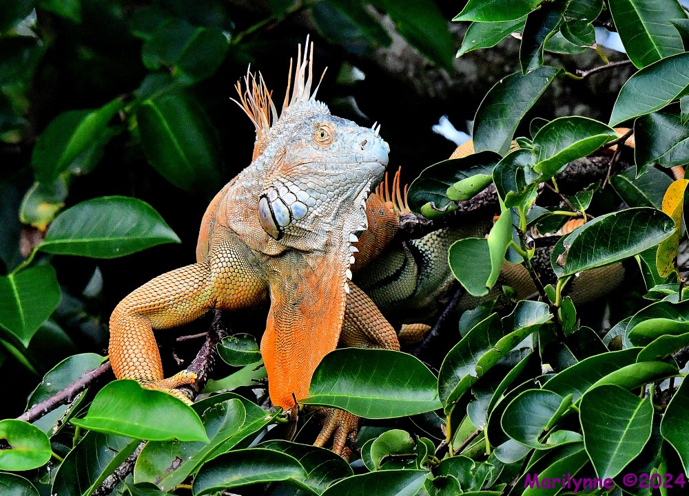 DSC_2170_001.JPG