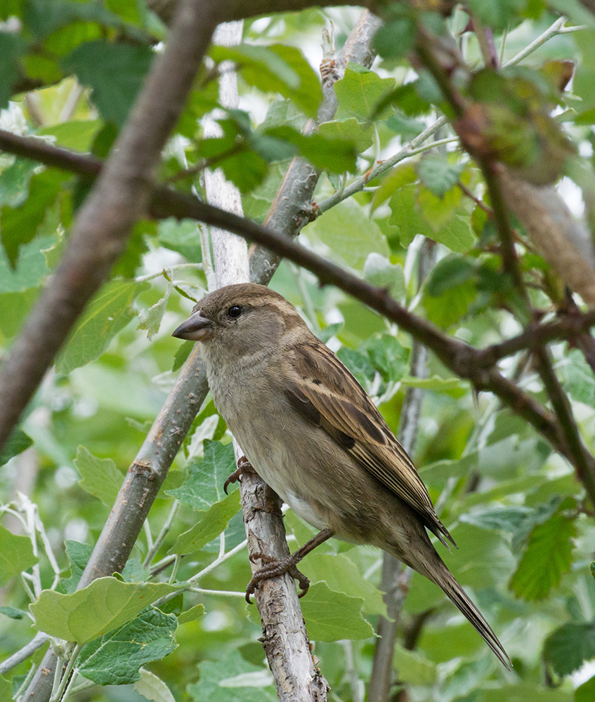 DSC_2172.jpg