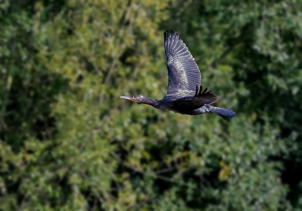 DSC_2173.jpg