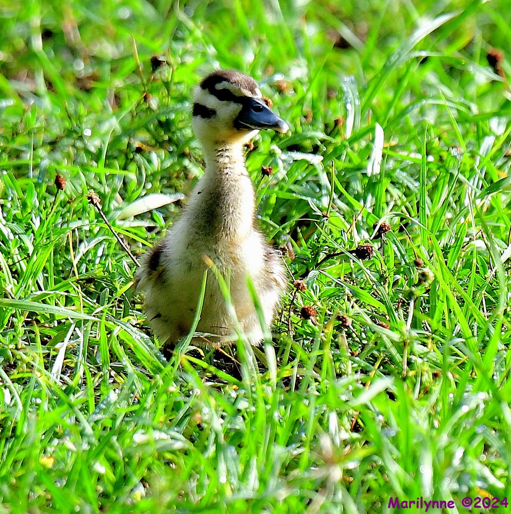 DSC_2173_001.JPG