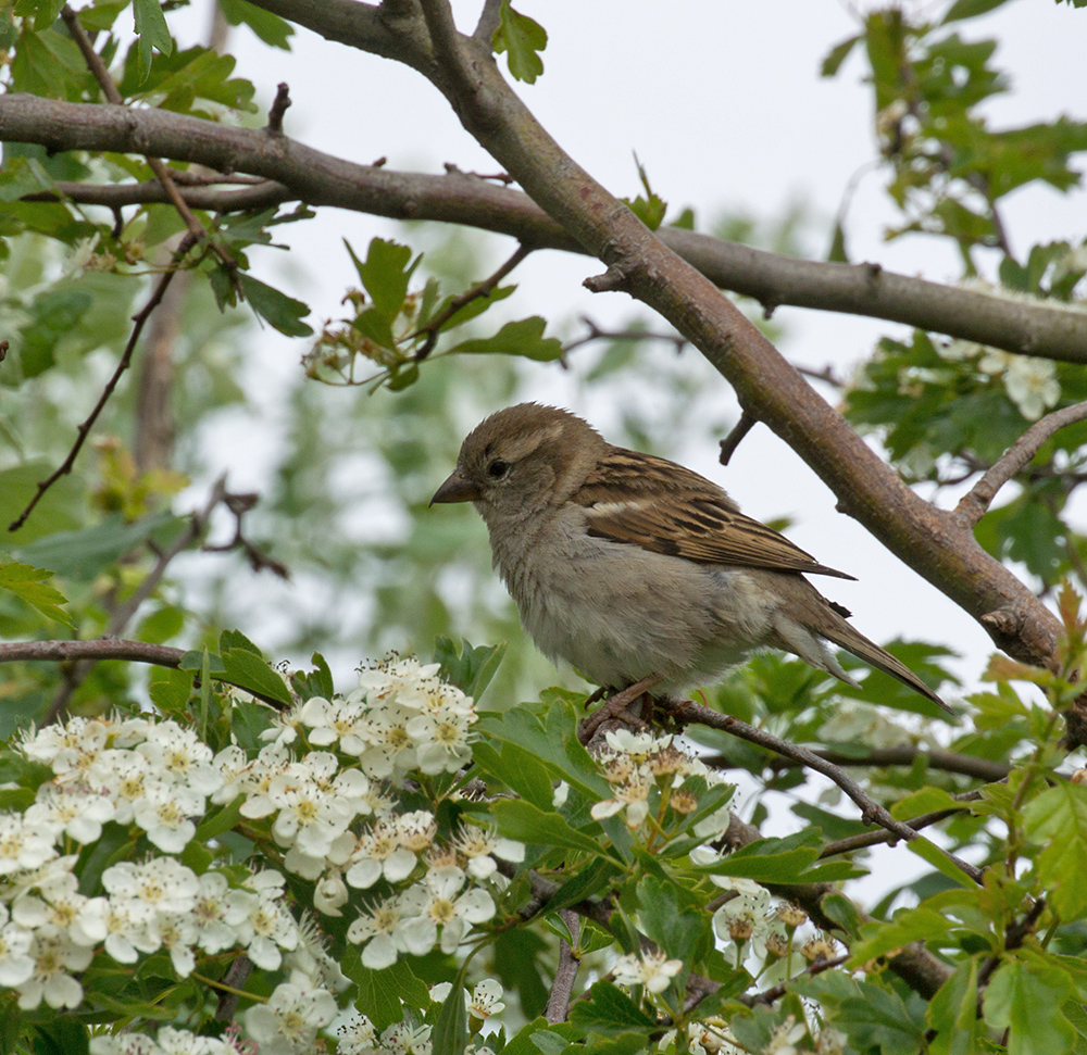 DSC_2175.jpg