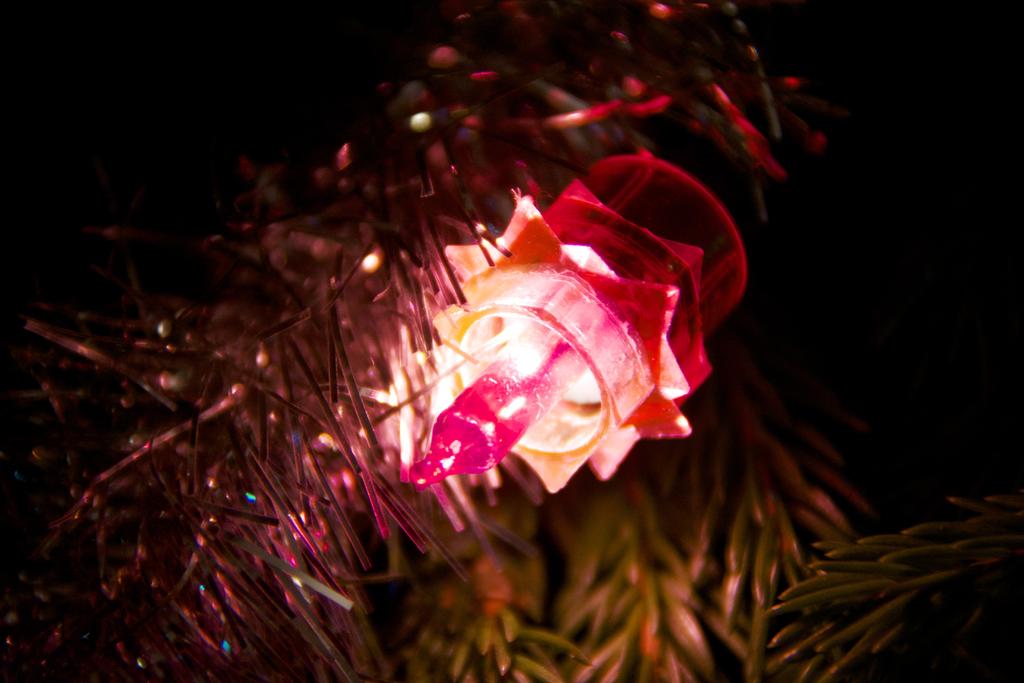 DSC_2175.jpg
