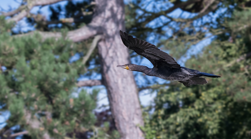DSC_2177.jpg