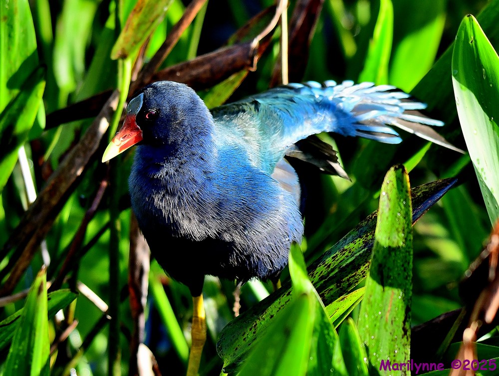 DSC_2177_001.JPG