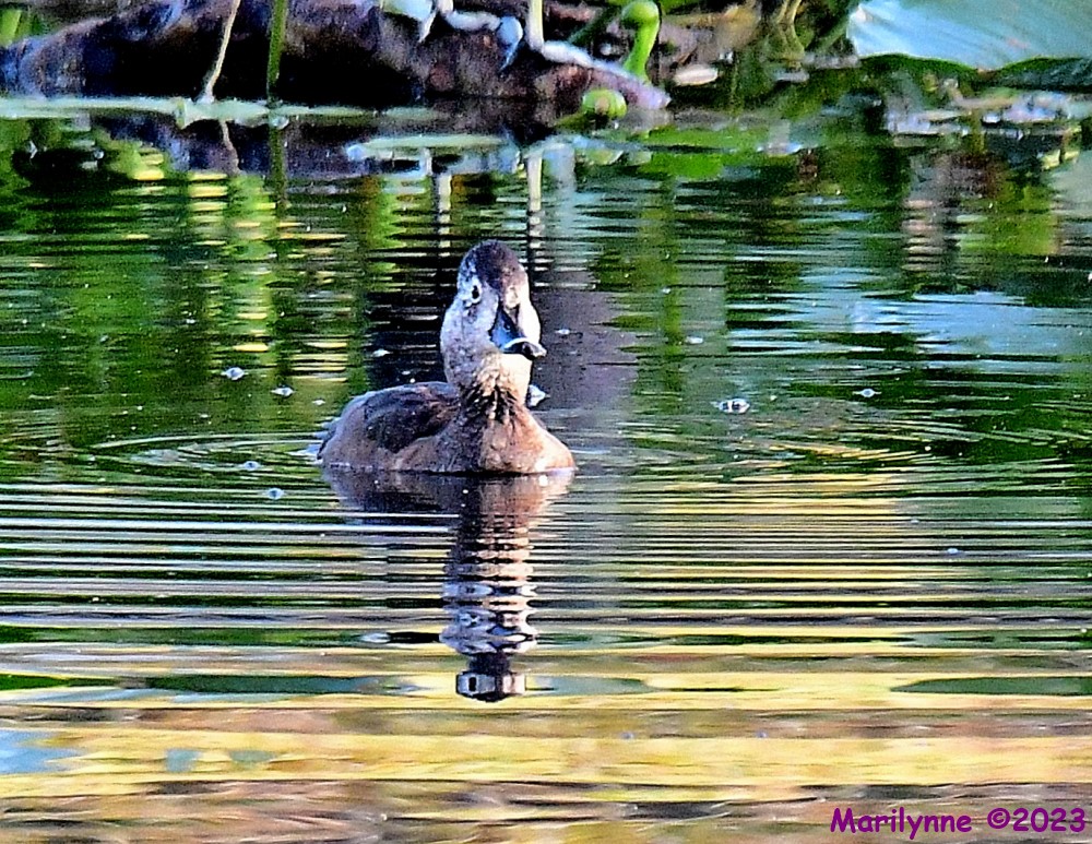 DSC_2178_001.JPG