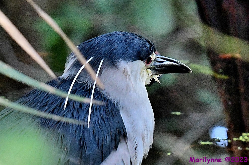 DSC_2178_001.JPG