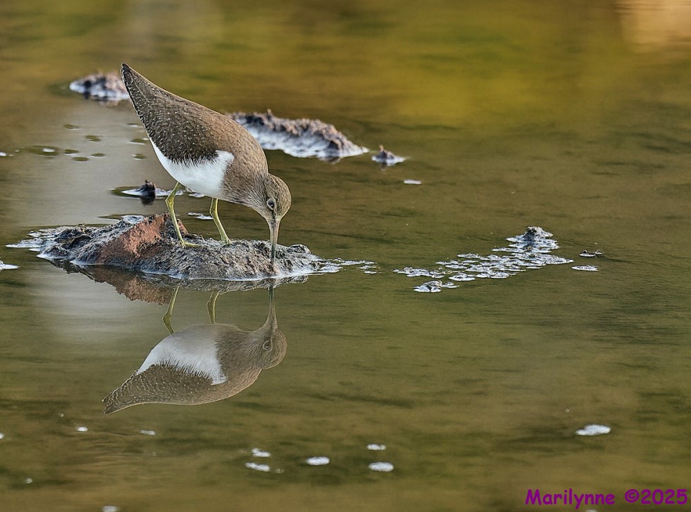 DSC_2180 copy_001.JPG