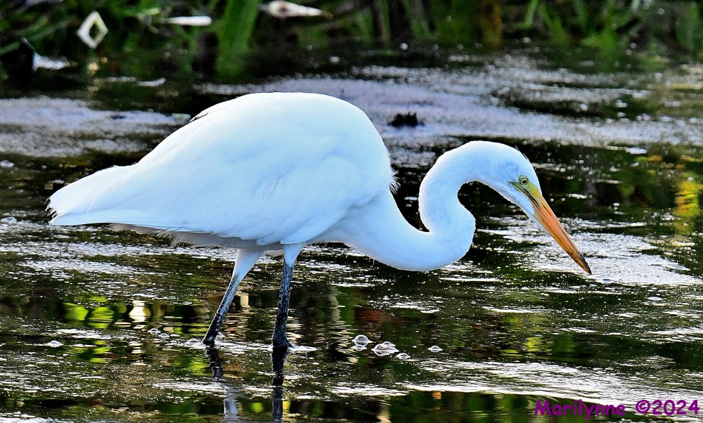 DSC_2182_001.JPG