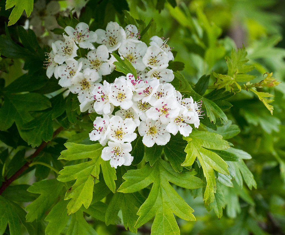DSC_2183.jpg