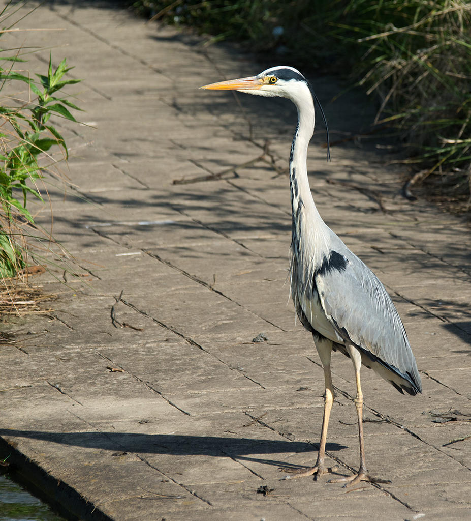 DSC_2184.jpg