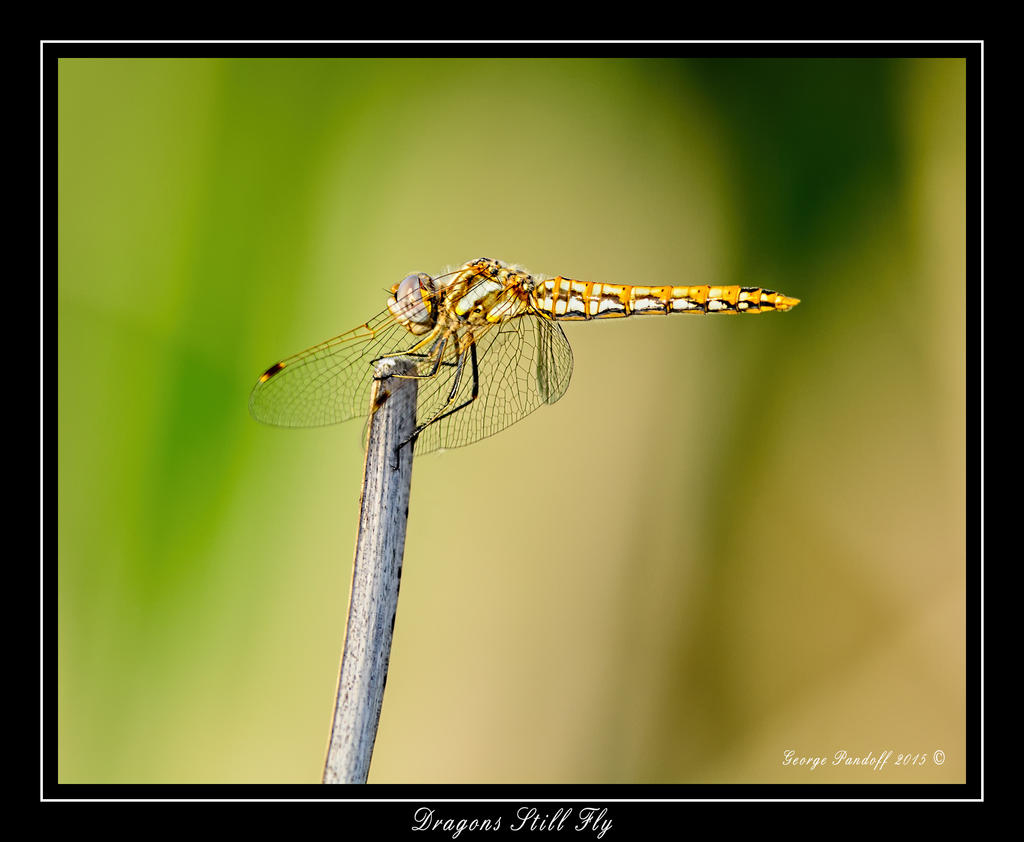 DSC_2184_Web.jpg