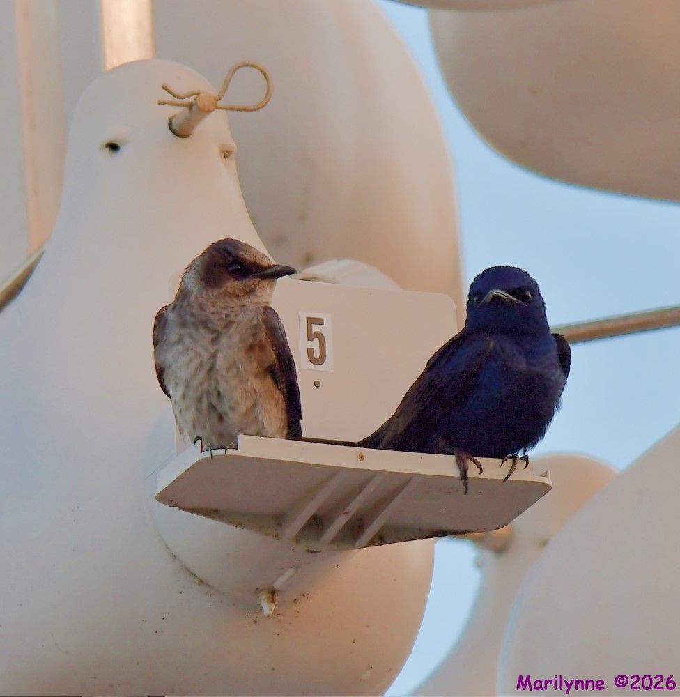 DSC_2186_001.JPG
