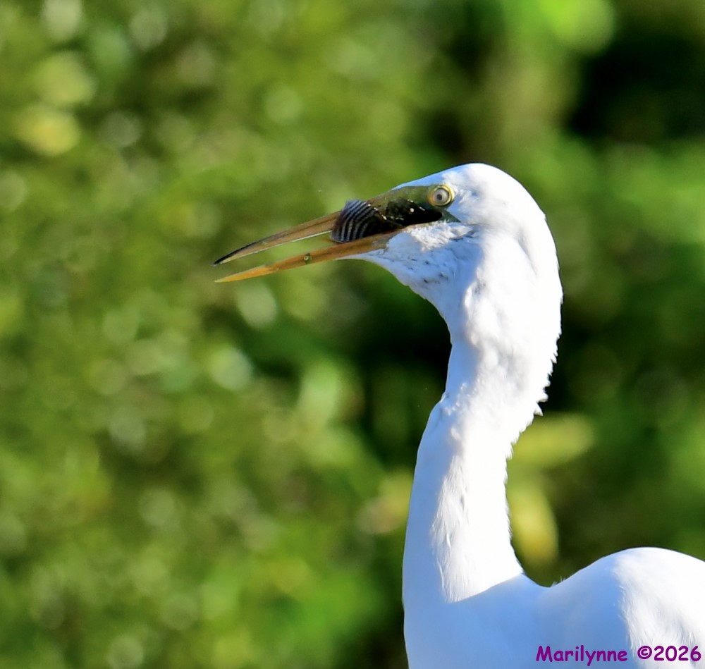 DSC_2186_001.JPG