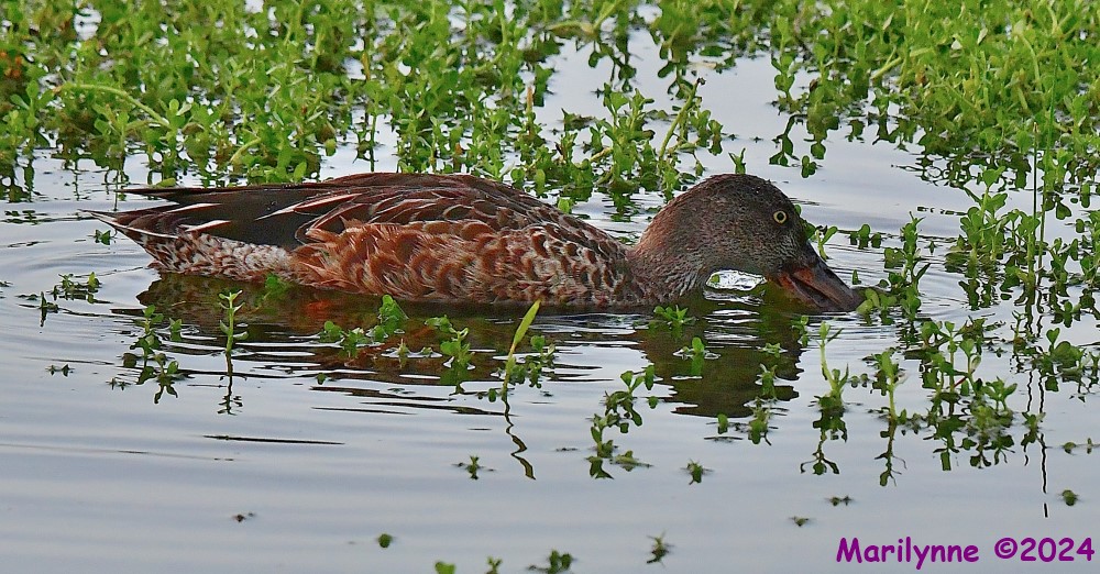 DSC_2189_001.JPG