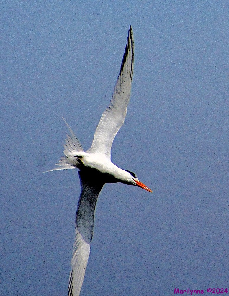 DSC_2191_001.JPG