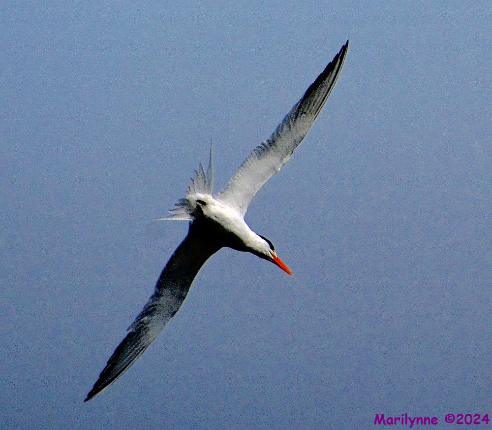 DSC_2192_001.JPG
