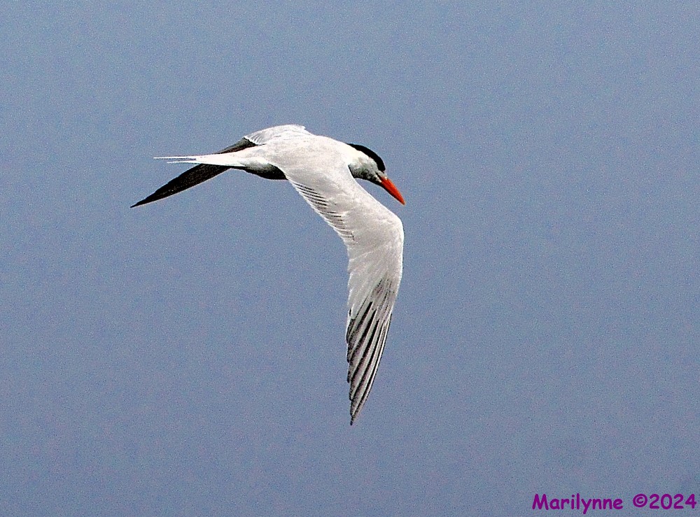 DSC_2193_001.JPG