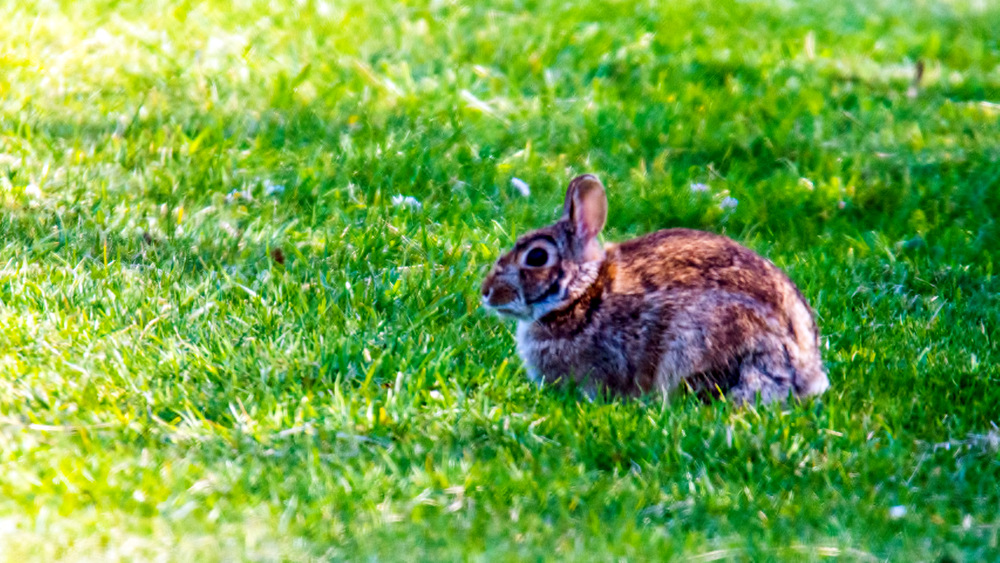 DSC_2195.jpg