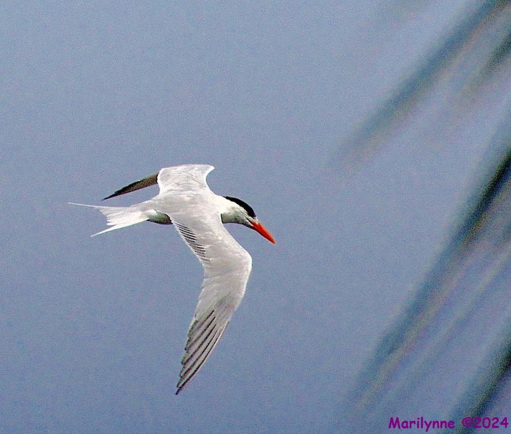 DSC_2195_001.JPG