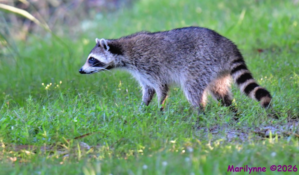 DSC_2196_001.JPG