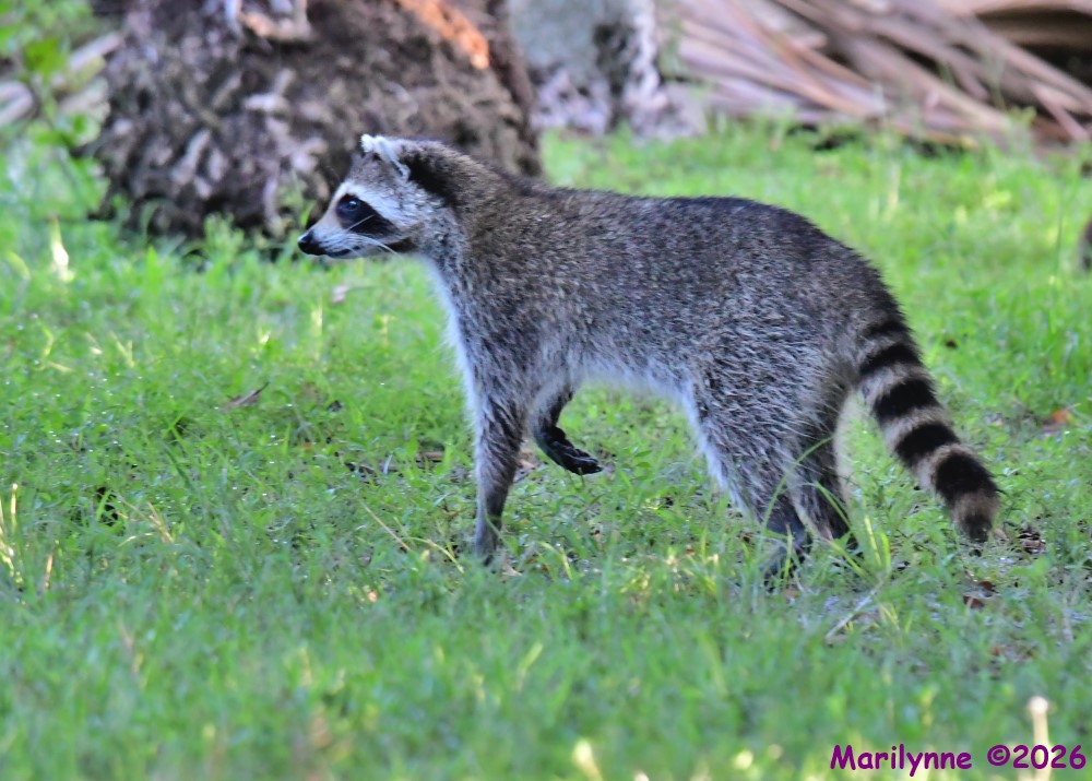 DSC_2198_001.JPG