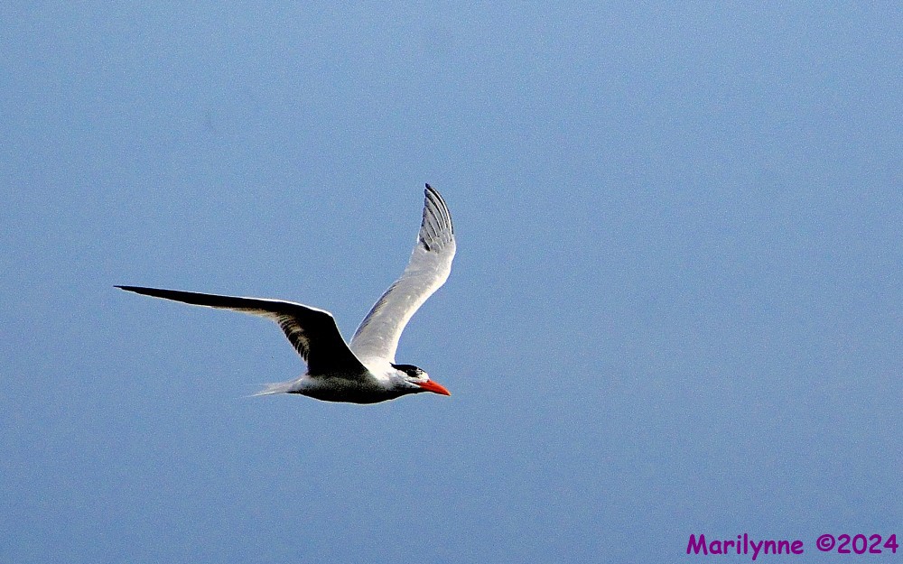 DSC_2199_001.JPG
