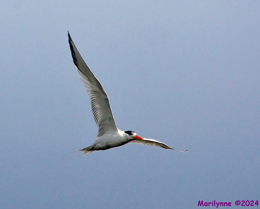 DSC_2201_001.JPG