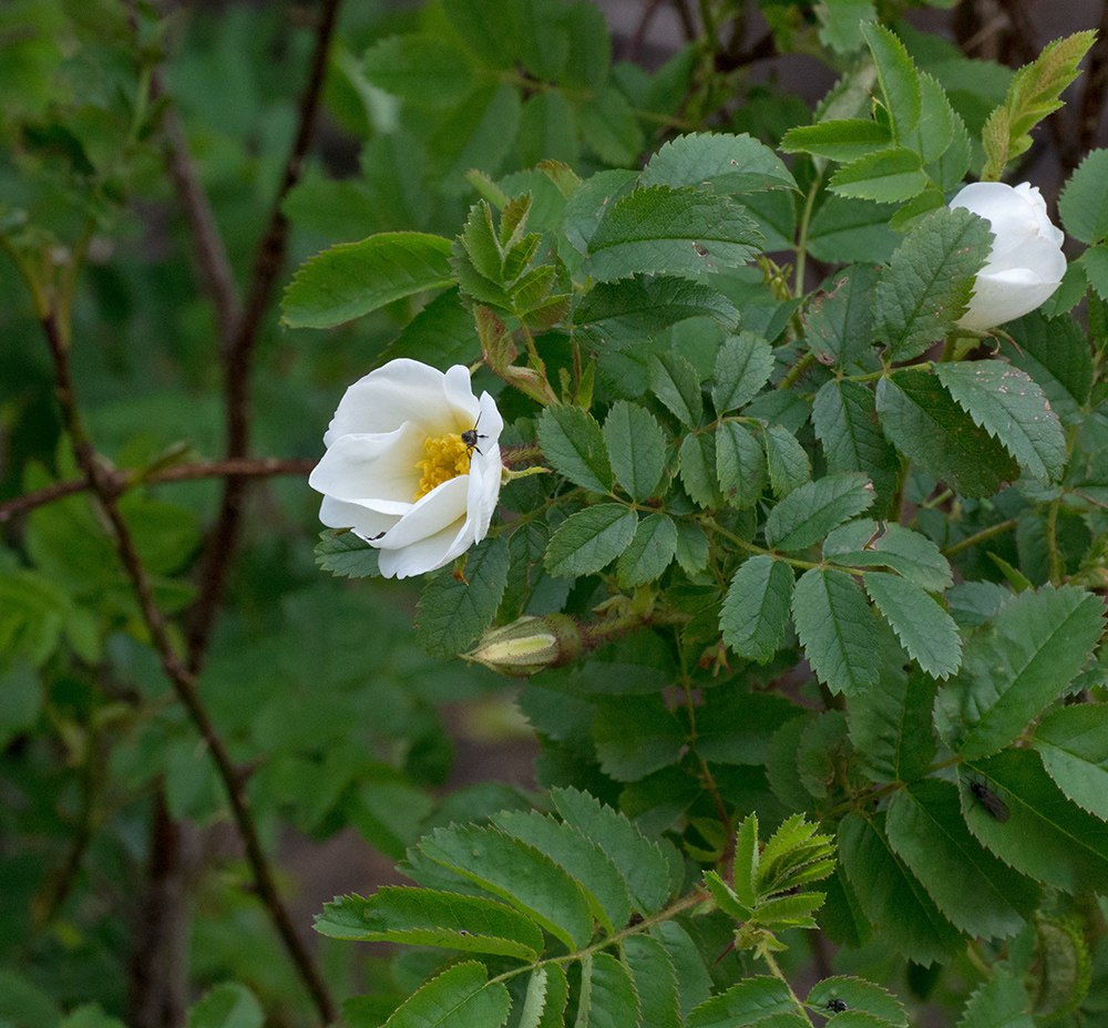 DSC_2203.jpg