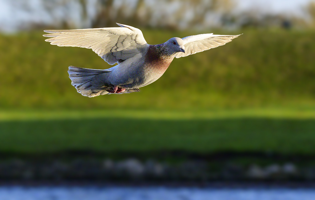 DSC_2204.jpg
