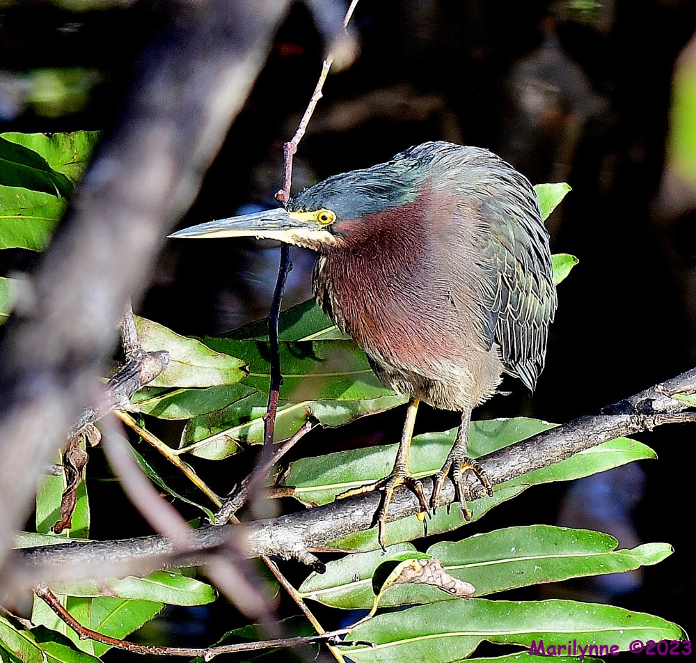DSC_2204_001.JPG