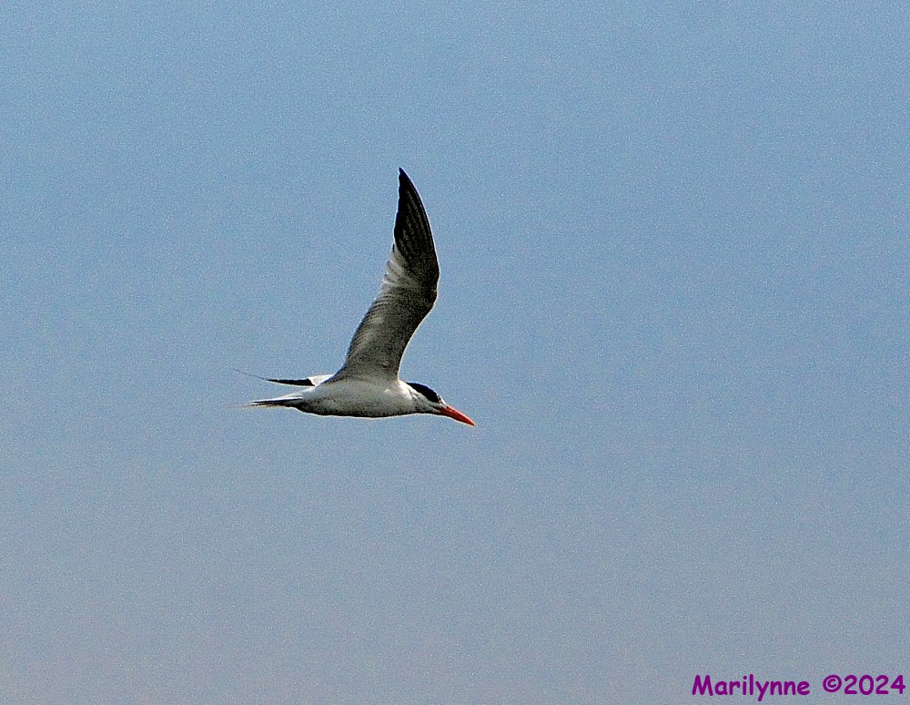 DSC_2205_001.JPG