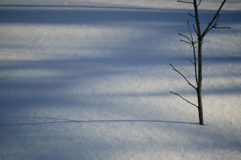 DSC_2208.jpg