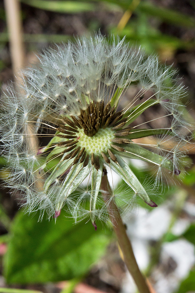 DSC_2211.jpg