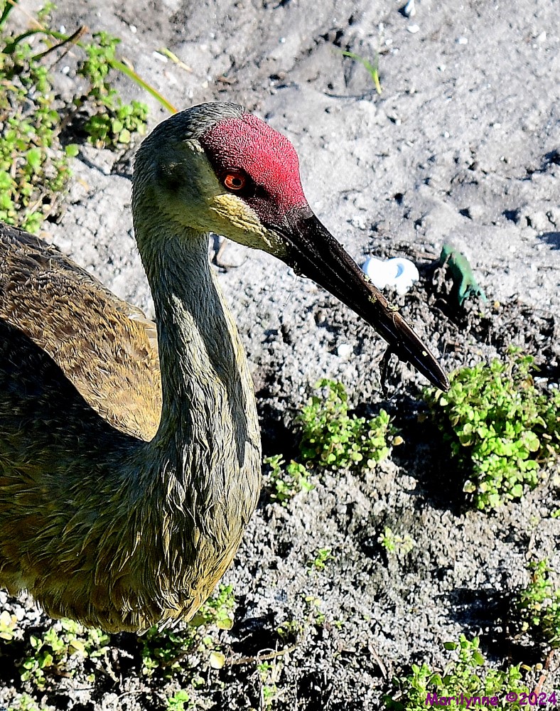 DSC_2211_001.JPG