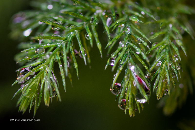 DSC_2211_5306-2.jpg