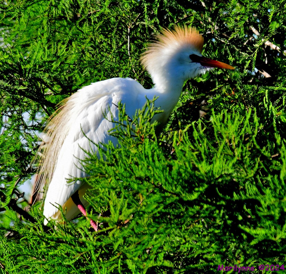 DSC_2212_001.JPG