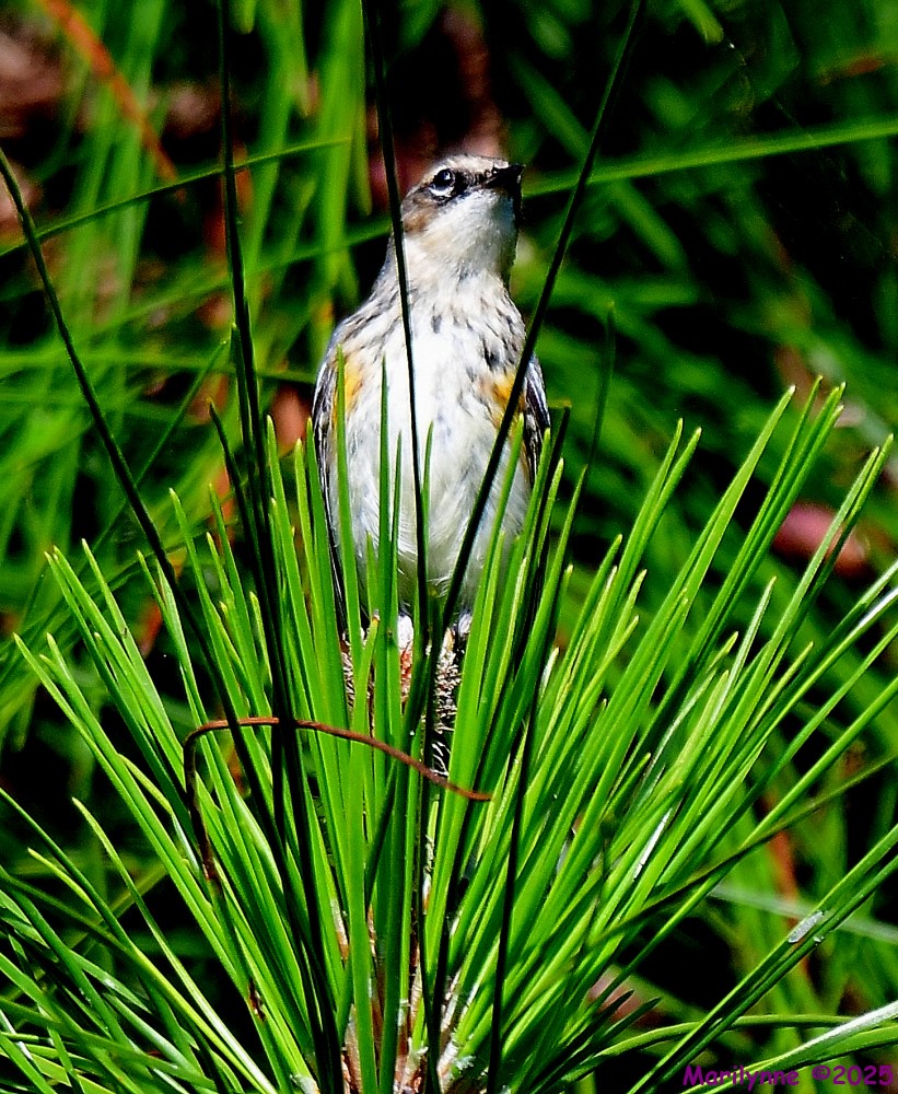 DSC_2214_001.JPG