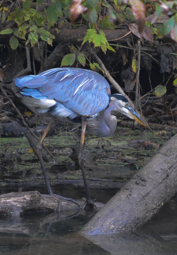 DSC_2217.jpg