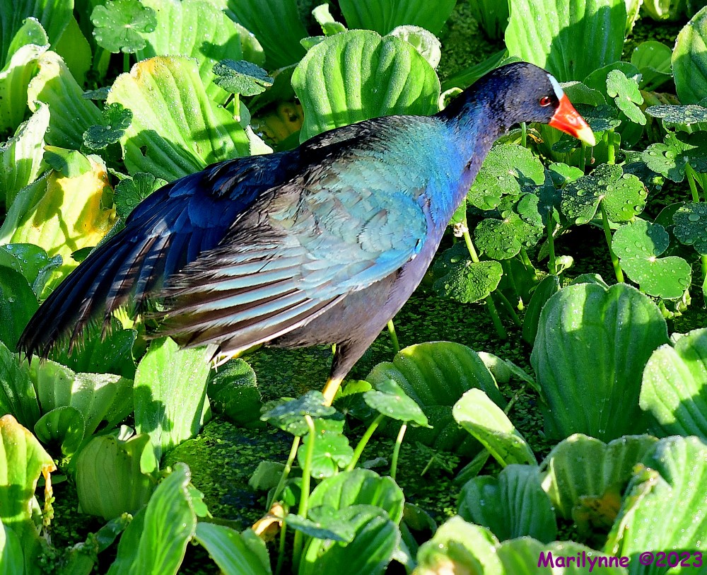 DSC_2219_001.JPG