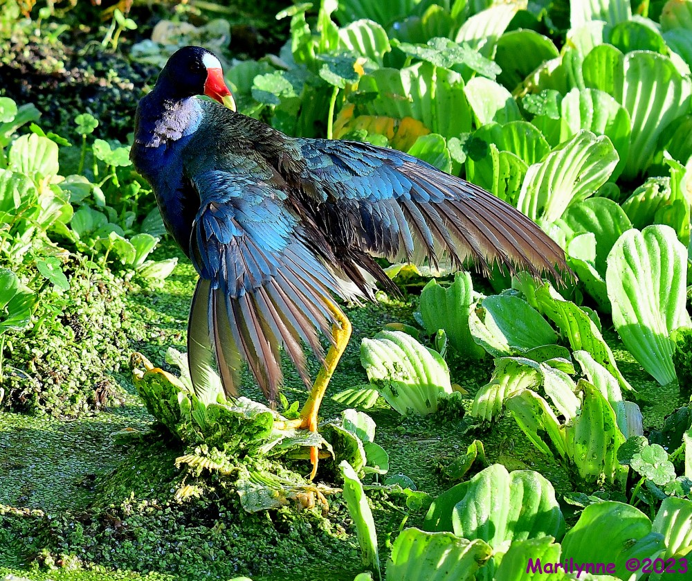 DSC_2224_001.JPG