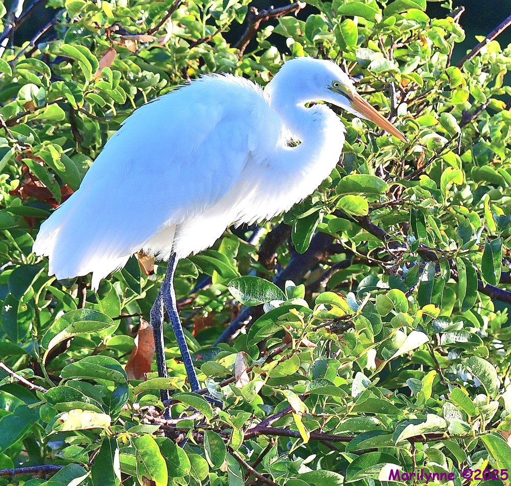 DSC_2224_001.JPG