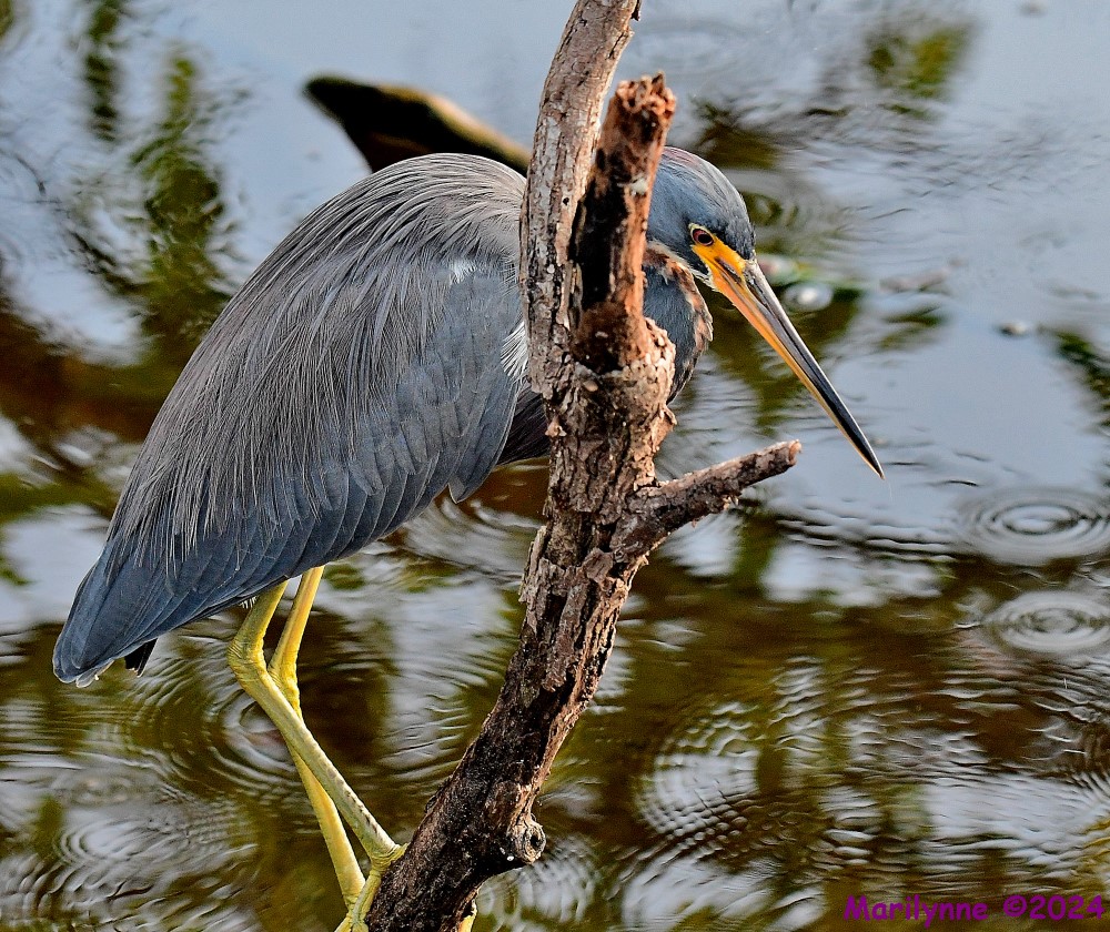 DSC_2230_001.JPG