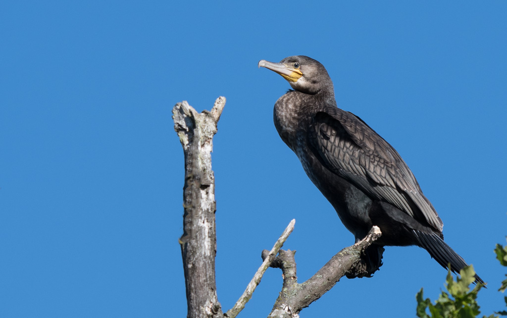DSC_2230v3.jpg