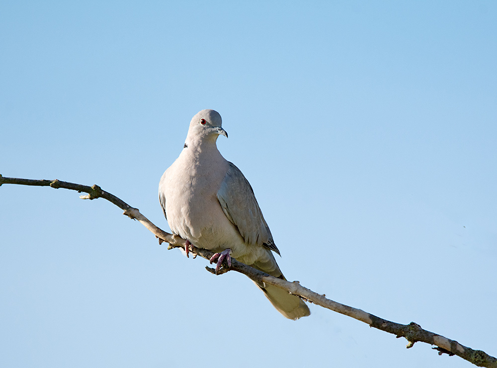 DSC_2231.jpg