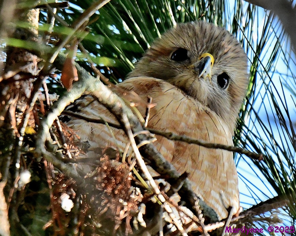 DSC_2231_001.JPG