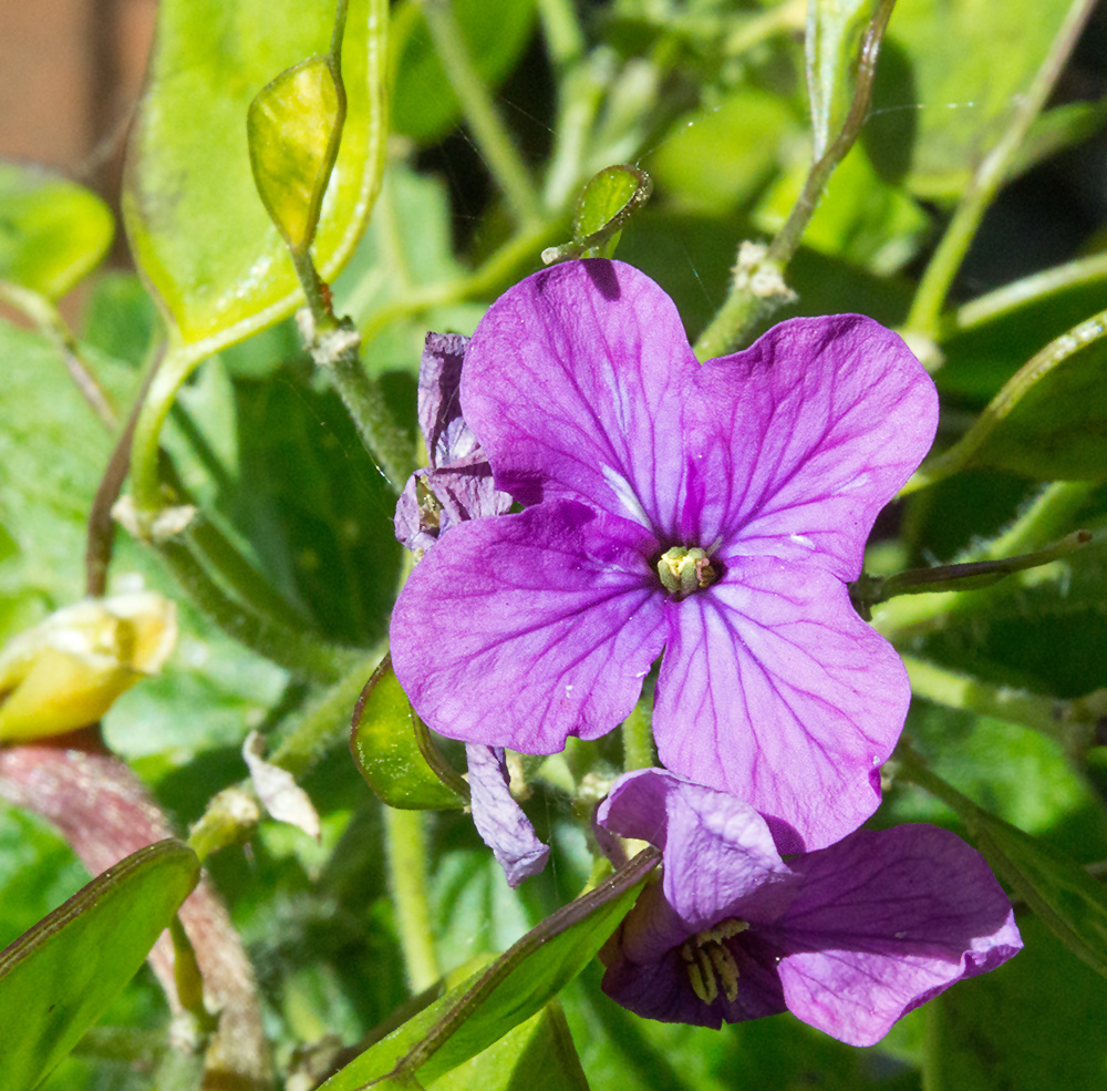 DSC_2232.jpg